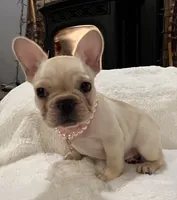 Louise, a female French Bulldog for sale in Bolivar, MO – Photo 3 of 10