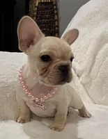 Louise, a female French Bulldog for sale in Bolivar, MO – Photo 1 of 10