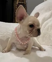 Louise, a female French Bulldog for sale in Bolivar, MO – Photo 8 of 10