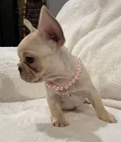 Louise, a female French Bulldog for sale in Bolivar, MO – Photo 4 of 10