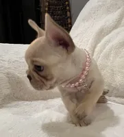 Louise, a female French Bulldog for sale in Bolivar, MO – Photo 2 of 10