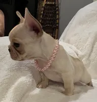 Louise, a female French Bulldog for sale in Bolivar, MO – Photo 7 of 10