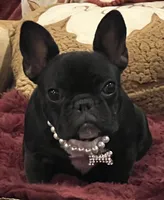Fifi , a female French Bulldog for sale in Bolivar, MO – 2 of 10
