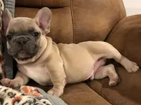 Squiggy, a male French Bulldog for sale in Bolivar, MO – Photo 5 of 10