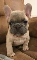 Squiggy, a male French Bulldog for sale in Bolivar, MO – Photo 3 of 10