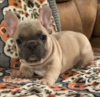 Squiggy, a male French Bulldog for sale in Bolivar, MO – Photo 7 of 10