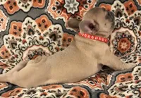 Squiggy, a male French Bulldog for sale in Bolivar, MO – Photo 6 of 10