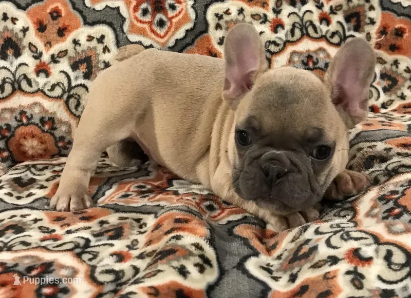 Squiggy, a male French Bulldog for sale in Bolivar, MO – Photo 1 of 10