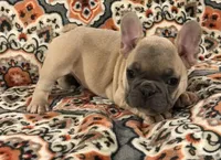 Squiggy, a male French Bulldog for sale in Bolivar, MO – Photo 1 of 10