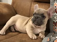 Squiggy, a male French Bulldog for sale in Bolivar, MO – Photo 2 of 10