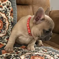 Squiggy, a male French Bulldog for sale in Bolivar, MO – Photo 9 of 10