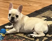 Cream female , a female French Bulldog for sale in Bolivar, MO – 7 of 10