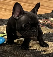Fifi, a female French Bulldog for sale in Bolivar, MO – 6 of 10