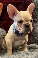 Declan , a male French Bulldog for sale in Bolivar, MO – 4 of 10
