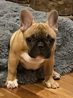 Loki , a male French Bulldog for sale in Bolivar, MO – 2 of 8