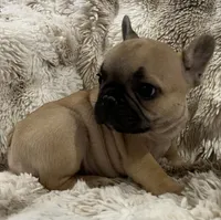 Vlane, a male French Bulldog for sale in Bolivar, MO – 5 of 10