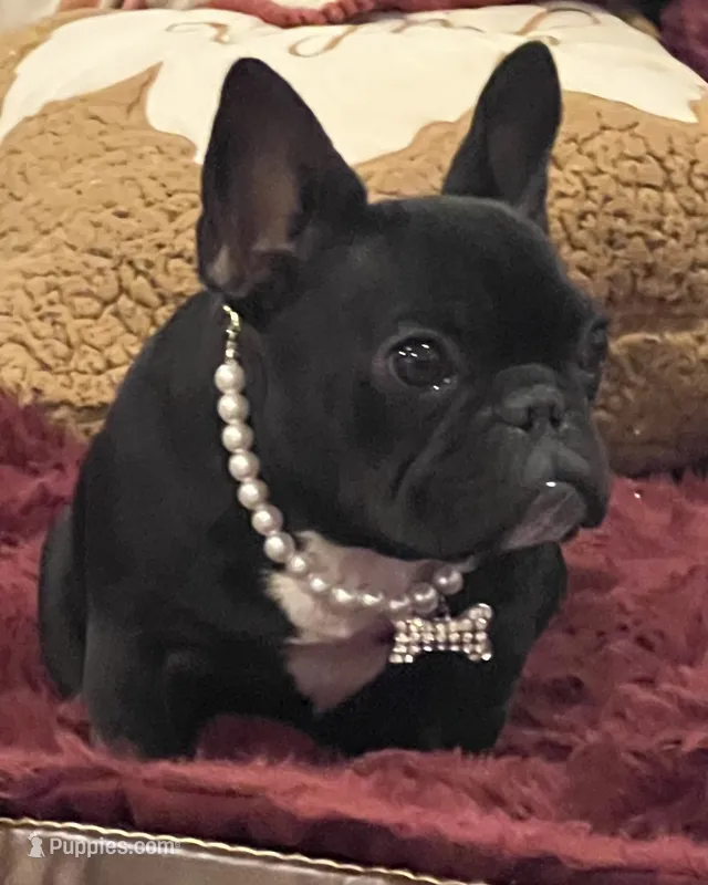 Fifi  – French Bulldog puppy for sale in Bolivar, MO