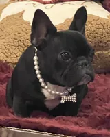Fifi , a female French Bulldog for sale in Bolivar, MO – 1 of 10