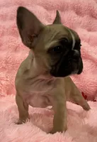 Akc Mimi , a female French Bulldog for sale in Bolivar, MO – 9 of 9