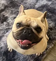 Tosha , a female French Bulldog for sale in Bolivar, MO – 10 of 10