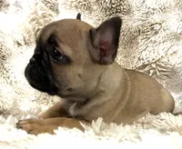 Vanna, a female French Bulldog for sale in Bolivar, MO – 9 of 10