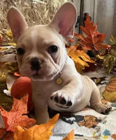 Dorian, a male French Bulldog for sale in Bolivar, MO – 7 of 10