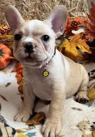 Dorian, a male French Bulldog for sale in Bolivar, MO – 3 of 10