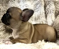 Victor, a male French Bulldog for sale in Bolivar, MO – 5 of 10