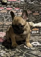 Fawn girl , a female French Bulldog for sale in Bolivar, MO – 4 of 10