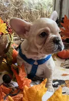 Declan , a male French Bulldog for sale in Bolivar, MO – 3 of 10