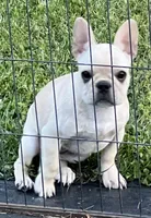 Cream girl , a female French Bulldog for sale in Bolivar, MO – 2 of 5