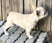 Cream girl , a female French Bulldog for sale in Bolivar, MO – 4 of 5