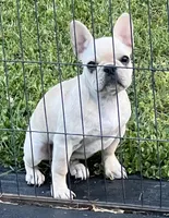 Cream girl , a female French Bulldog for sale in Bolivar, MO – 5 of 5