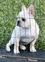 Cream girl , a female French Bulldog for sale in Bolivar, MO – 3 of 5