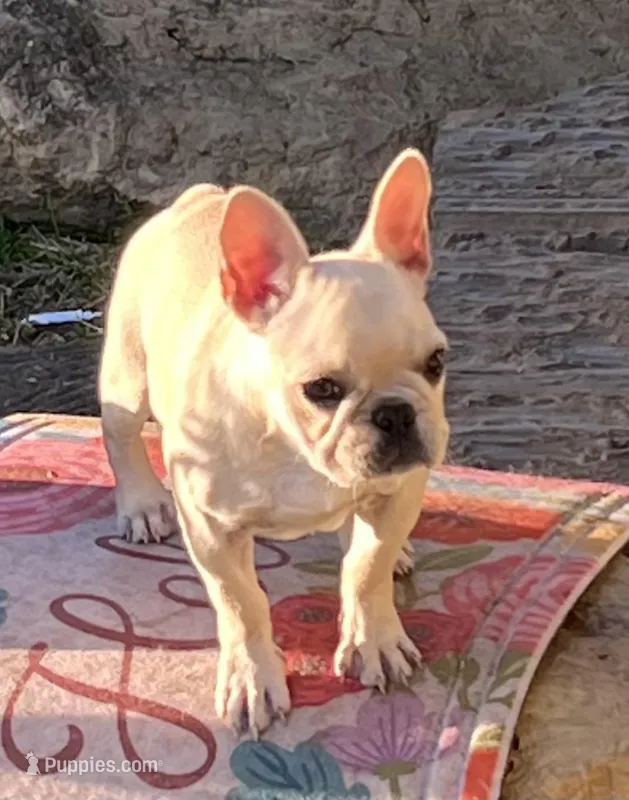 Cream girl  – French Bulldog puppy for sale in Bolivar, MO