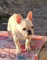 Cream girl , a female French Bulldog for sale in Bolivar, MO – 1 of 5