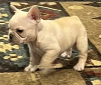 Declan, a male French Bulldog for sale in Bolivar, MO – 8 of 10