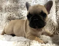 Vlane, a male French Bulldog for sale in Bolivar, MO – 2 of 10