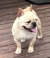 Elvis , a male French Bulldog for sale in Bolivar, MO – 3 of 8