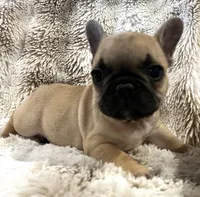 Vlane, a male French Bulldog for sale in Bolivar, MO – 3 of 10