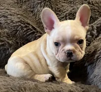 Dorian, a male French Bulldog for sale in Bolivar, MO – 9 of 10