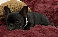 Fifi , a female French Bulldog for sale in Bolivar, MO – 8 of 10