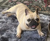 Tosha , a female French Bulldog for sale in Bolivar, MO – 8 of 10
