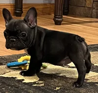 Fifi, a female French Bulldog for sale in Bolivar, MO – 2 of 10