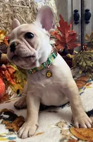 Dorian, a male French Bulldog for sale in Bolivar, MO – 2 of 10