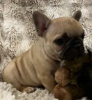 Vlane, a male French Bulldog for sale in Bolivar, MO – 10 of 10