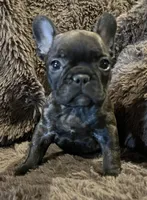Darci, a female French Bulldog for sale in Bolivar, MO – 4 of 10