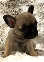 Vanna, a female French Bulldog for sale in Bolivar, MO – 2 of 10