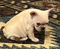 Declan, a male French Bulldog for sale in Bolivar, MO – 7 of 10