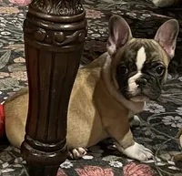 Flashy tri color boy, a male French Bulldog for sale in Bolivar, MO – 6 of 10
